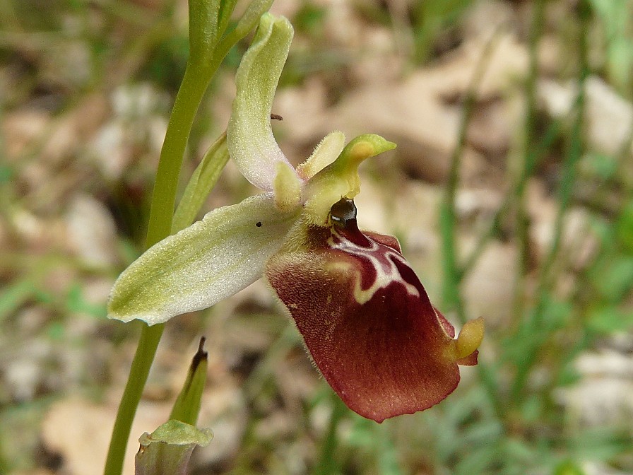 Ibrido: Ophrys fuciflora x O. lacaitae